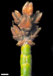 Veronica salicornioides. Shoot apex with terminal infructescence. Scale = 1 mm.
 Image: W.M. Malcolm © Te Papa CC-BY-NC 3.0 NZ